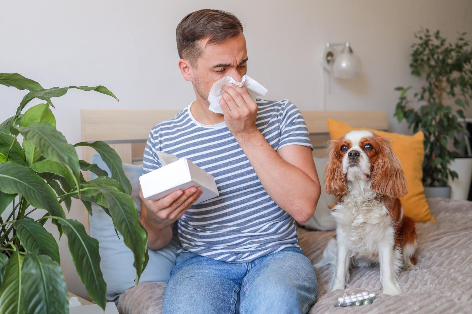 Alergia na sierść.jpg